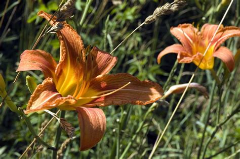 Tiger Lily Free Photo Download Freeimages