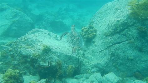 Hawksbill Sea Turtle Maho Bay Virgin Islands Youtube