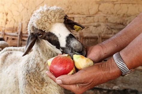 Can Sheep Eat Apples Expert Insights Animal Hype