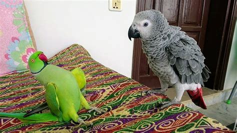 Indian Ringneck Greet African Grey Parrot Youtube