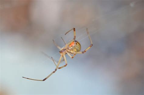 Invasive Arachnid Descends Upon Oregon The Warrior