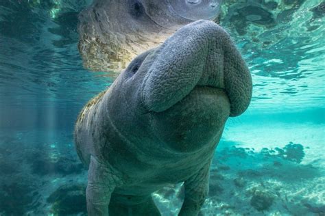 Manatees In Florida The Gentle Grazers Up Close Speed Dock
