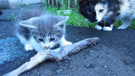 Hungry Kitten Kitten Eating Big Fish Youtube