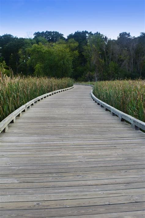 Winding Wooden Path Into Forest Stock Photo Image Of Boardwalk