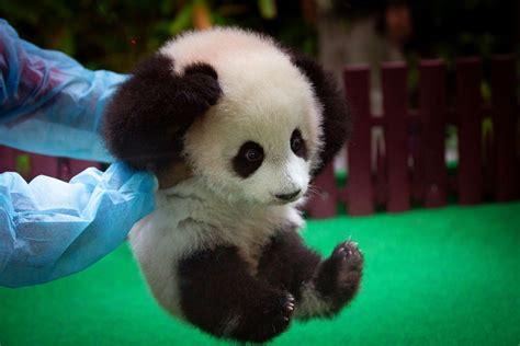 Cute Baby Panda Playing Hohomiche