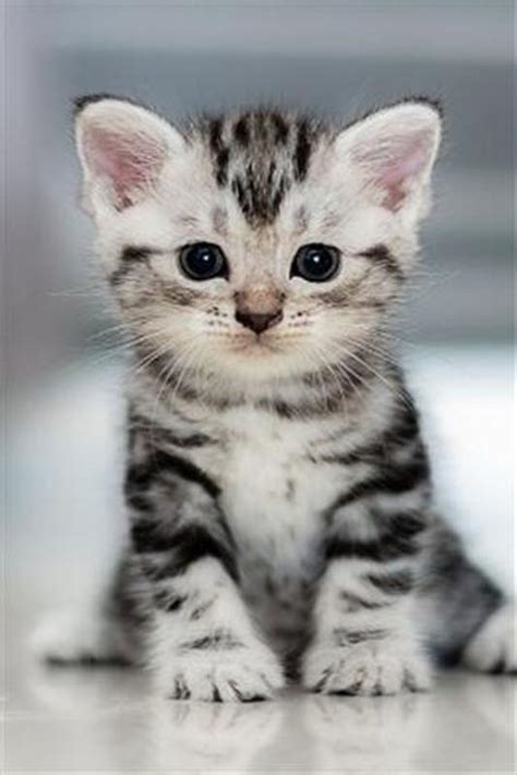 Gambar Kucing Imut Untuk Wallpaper - Koleksi Gambar HD