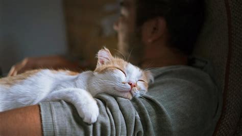 Por Que Os Gatos Gostam De Dormir Em Cima Das Pessoas Socientífica