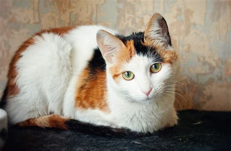 A calico cat's magical fur patterns inspire creative names from interesting sources. Calico Cat Names: Recommendations from Experts
