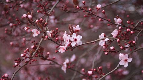 Cherry Blossom Wallpaper Hd Flores E Vilãs