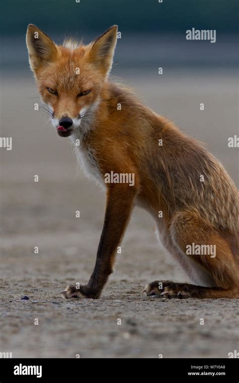 North American Red Fox Vulpes Vulpes Sitting Licking Lips Katmai