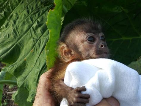 We did not find results for: Primate Store - Monkeys for sale