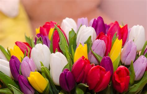 Free flowers screensavers & screen savers by screene.com. Wallpaper flowers, bouquet, colorful, tulips, flowers ...