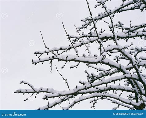 A Close Up Shot Of Tree Branches Covered With Snow Stock Image Image
