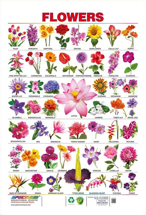 Learn these names of flowers and plants to increase your vocabulary words in english. Spectrum Pre-School Kids Learning Laminated Flowers Name ...