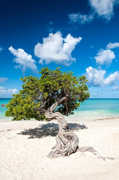 Premium Photo Typical Fofoti Tree At Eagle Beach In Aruba Netherland