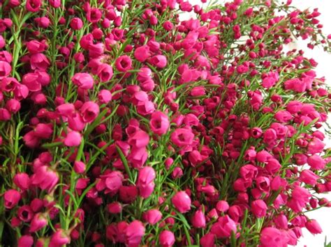 Boronia Hot Pink Boronia Flowers And Fillers Flowers By Category