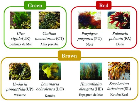 Seaweeds Included In This Study With Their Spanish Common Names