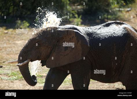 African Elephant Spraying Water Addo Elephant National Park South Africa 29 January 2011 Stock