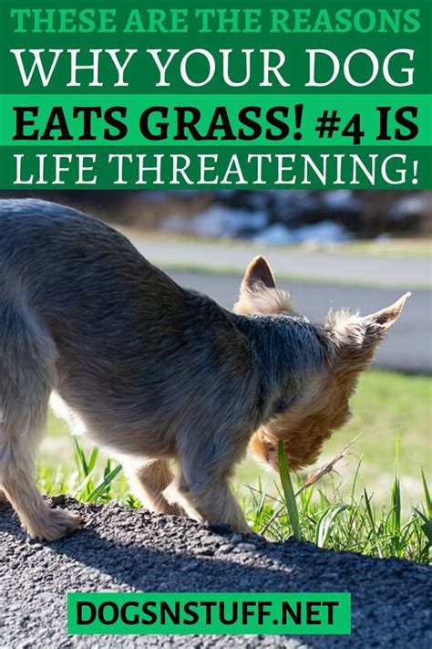 Or a foreign object got eaten. Reasons Why Dogs Eat Grass | Sick dog, Your dog, Dog eating