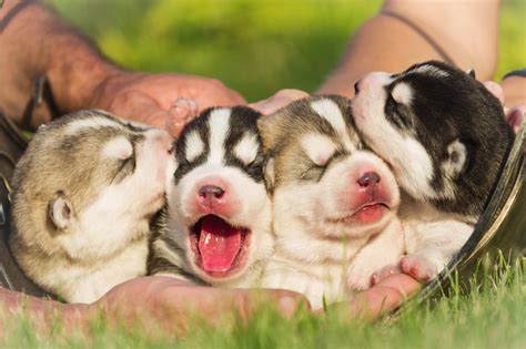 Premium Photo Four Puppies Siberian Husky Litter Dogs In The Hands