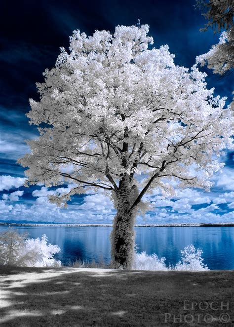 Cool Infrared Infrared Photography Beautiful Tree Beautiful Nature
