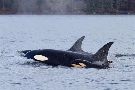 Killer Whale Calf