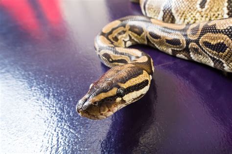 Pet Health Snakes Spiders Or Ferrets Choose The Right Exotic