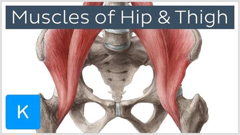 Hip Muscles Diagram