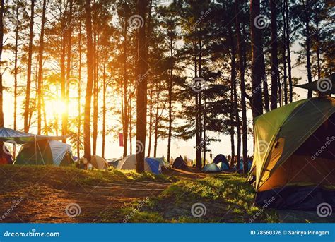 Camping And Tent Under The Pine Forest In Sunset At North Of Thailand