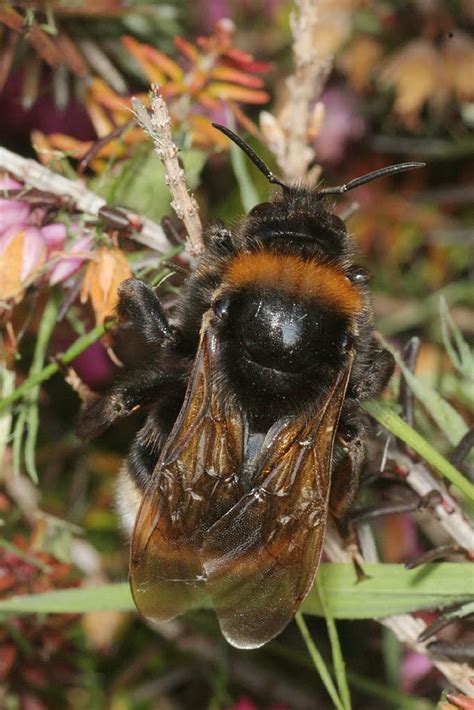 Gower Wildlife Bumblebees