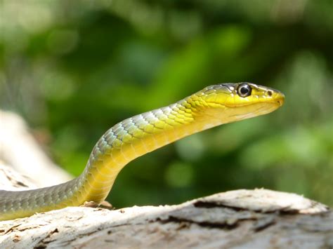 Green And Yellow Snake In Close Up Photography Photo Free Animal