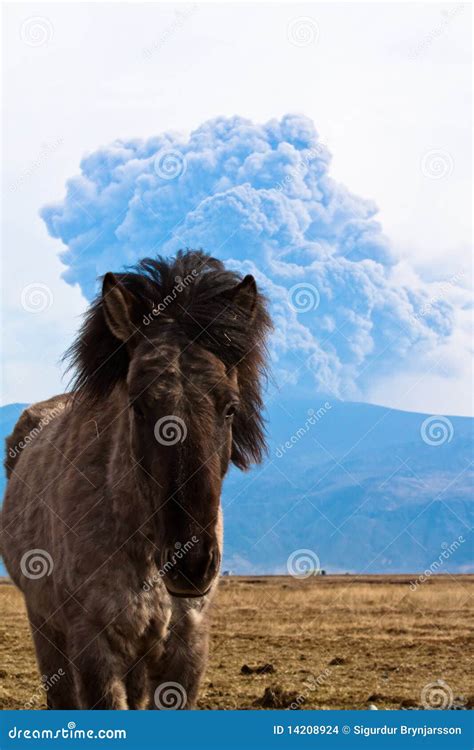 Icelandic Horse And Volcano Stock Photo Image Of Size Pony 14208924