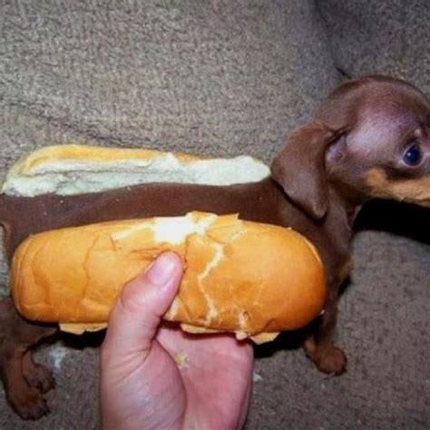 Hahaha In Bread Dog Hahhaha Hot Dog Buns Weenie Dogs Cute Animals
