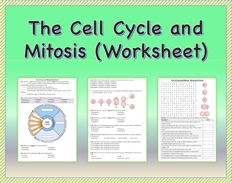 The Cell Cycle And Mitosis Worksheet Printable And Distance