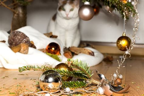Figo offers competitive prices for its pet insurance policies. Cat Humor: Cats Love to Knock Things Over | Figo Pet Insurance