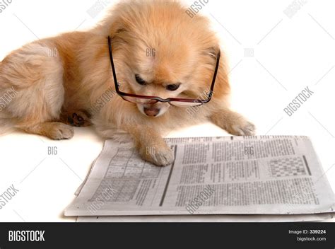 Dog Reads Newspaper Image And Photo Free Trial Bigstock