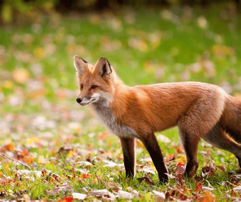 Red Fox Symbolism And Meaning Insights And Interpretations