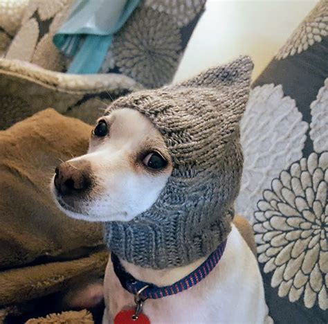 Pointy Dog Hat Pattern By Jenya Rose Dog Hat Dog Sweater Pattern