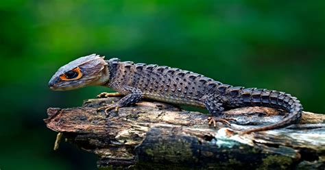 Red Eyed Crocodile Skinks Learn About Nature
