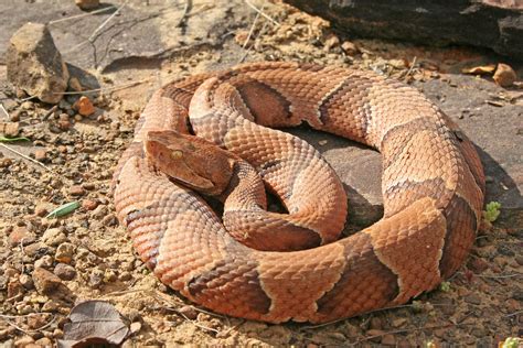 North Carolina Has Six Venomous Snakes On Our Ultimate Snake List