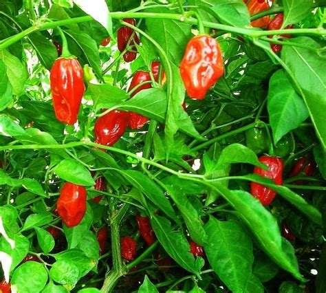 Quite often, cooking is necessary to make the parts edible. Edible plants give gardeners something to 'chew on ...