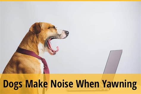 How Do Dogs Make That Whining Noise