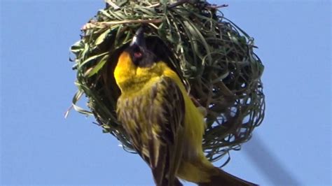 Watch A Weaver Bird Build A Nest In A Single Day Animal Habitats