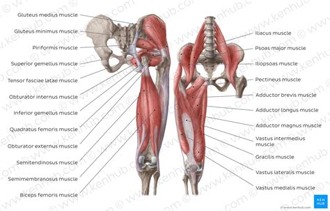 Hip Leg Muscle Anatomy