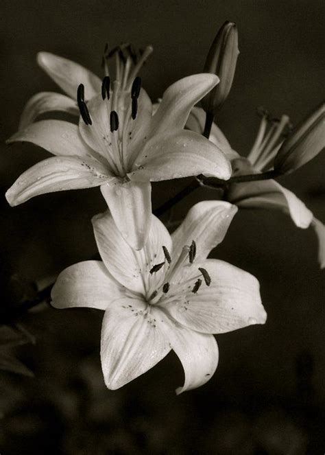 Explore janets images' photos on flickr. black & white lillies | Black and white flowers, Flower ...