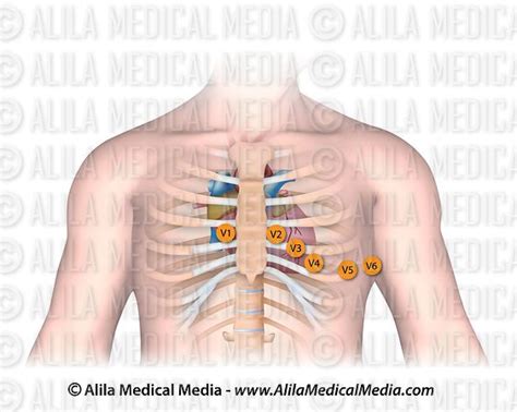 Alila Medical Media Cardiac Axis Diagram Medical Illustration