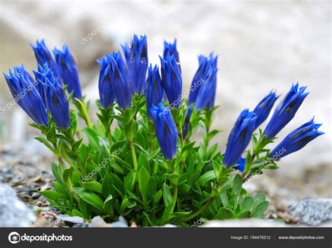 Stemless Gentian Gentiana Acaulis Mountain Blue Flower Growing Alps
