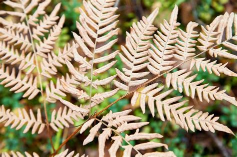 Yellow Autumn Fern Leaves Closeup Natural Floral Background Stock