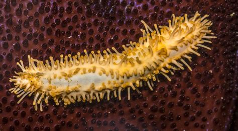 Real Monstrosities Stiff Footed Sea Cucumber