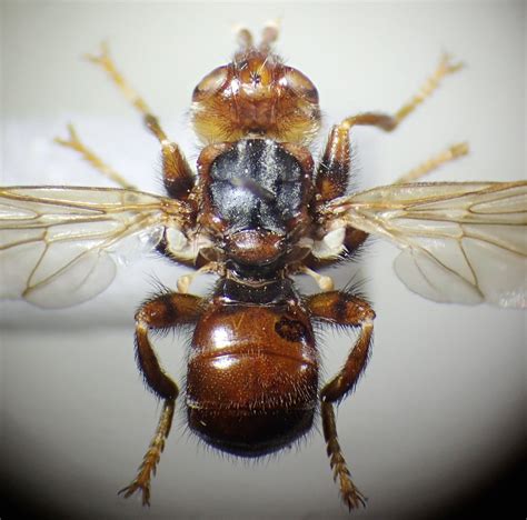 Myopa Testacea Male Denny Wood New Forest Steven Falk Flickr